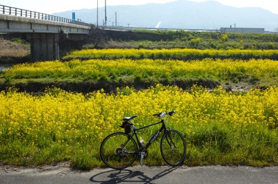 soku_33824.jpg :: 公園 河川敷 植物 花 菜の花 乗り物 交通 その他の乗り物 自転車 