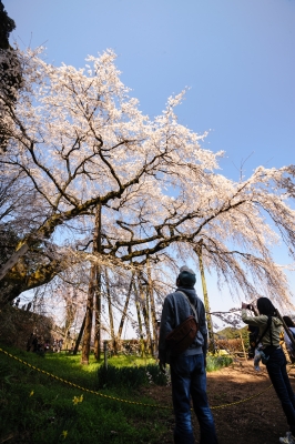 soku_33832.jpg :: 岡崎市 奥山田 枝垂桜 植物 花 桜 サクラ 