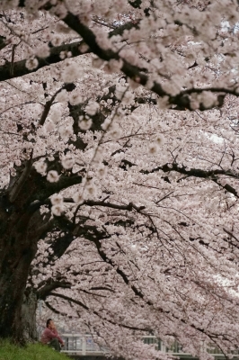 soku_33847.jpg :: 植物 花 桜 サクラ 満開 