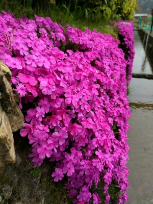 soku_33900.jpg :: 植物 花 ピンクの花 芝桜 