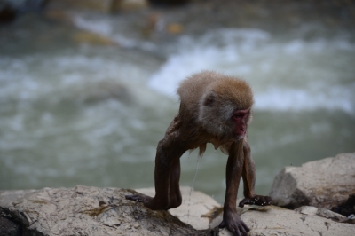 soku_33973.jpg :: 動物 哺乳類 猿 サル 子猿 ニホンザル 