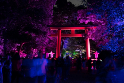 soku_34338.jpg :: 建築 建造物 神社 鳥居 夜景 色 光 ライトアップ 