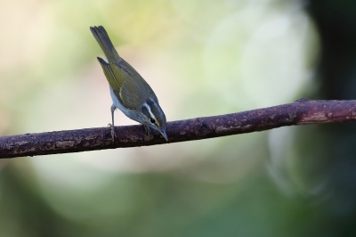 soku_34350.jpg :: 動物 鳥 野鳥 自然の鳥 センダイムシクイ 