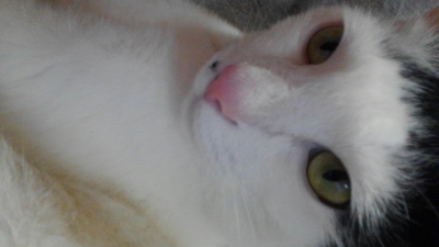 soku_34457.jpg :: みーちゃん 可愛いお鼻 動物 哺乳類 猫 ネコ 