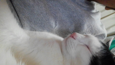 soku_34458.jpg :: みーちゃん お父さんの胸で寝る 動物 哺乳類 猫 ネコ 