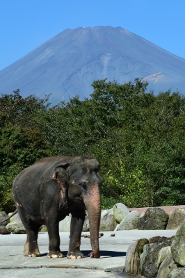 soku_34552.jpg :: 動物 哺乳類 象 ゾウ 富士山 富士サファリパーク 