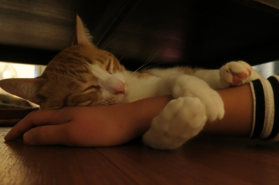 soku_34658.jpg :: 動物 哺乳類 猫 ネコ ロミー リーダー猫 爆睡 人物 ボディパーツ 手 指 
