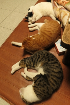 soku_34661.jpg :: 動物 哺乳類 猫 ネコ 上から エナリ ロミ モコ 爆睡 温かいカーペット 