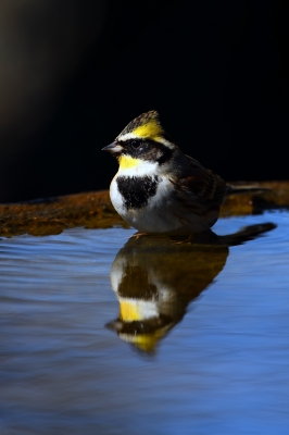 soku_34865.jpg :: 動物 鳥 野鳥 自然の鳥 ミヤマホオジロ 風景 自然 水面 水鏡 