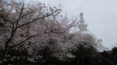 soku_34952.jpg :: 植物 花 桜 サクラ 満開 仏舎利塔 
