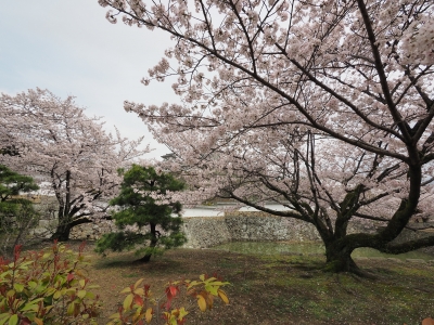 soku_34953.jpg :: 植物 花 桜 サクラ 満開 