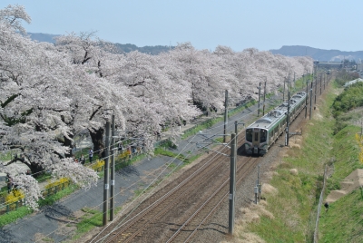 soku_34957.jpg :: 宮城県 一目千本桜 植物 花 桜 サクラ 満開 乗り物 交通 鉄道 電車 