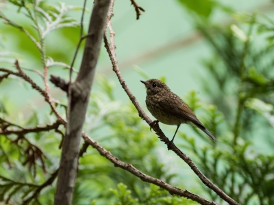 soku_35129.jpg :: 動物 鳥 野鳥 自然の鳥 ルリビタキ 