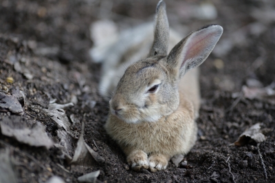 soku_35267.jpg :: 大久野島のうさぎ。 動物 哺乳類 兎 ウサギ 