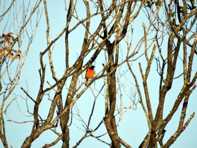 soku_35332.jpg :: 動物 鳥 野鳥 自然の鳥 ジョウビタキ 