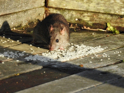 soku_35339.jpg :: 動物 哺乳類 鼠 ネズミ 