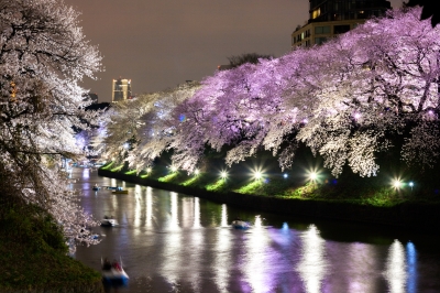 soku_35772.jpg :: 植物 花 桜 サクラ 夜桜 色 光 ライトアップ 千鳥ヶ淵 