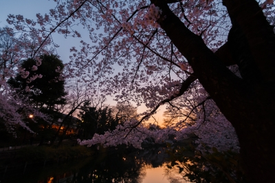 soku_35811.jpg :: 井の頭公園 桜 夕焼け 