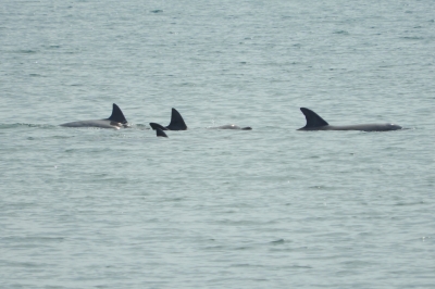 soku_36001.jpg :: 動物 海の生物 イルカ 