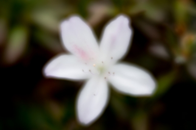 soku_36290.jpg :: レンズベビーvelvet56 f2 植物 花 白い花 
