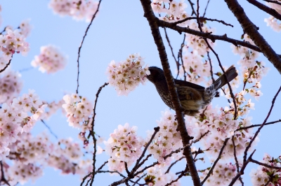 soku_36460.jpg :: 桜 動物 鳥 野鳥 自然の鳥  