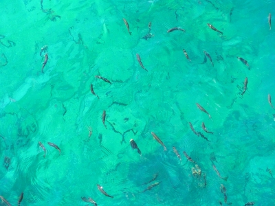 soku_36670.jpg :: 支笏湖の川への流出部にいる魚の群れ 