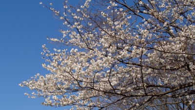 soku_36689.jpg :: 植物 花 桜 サクラ 